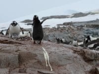 Pingviner & lattergas, Foto: Sophie Elise Elberling