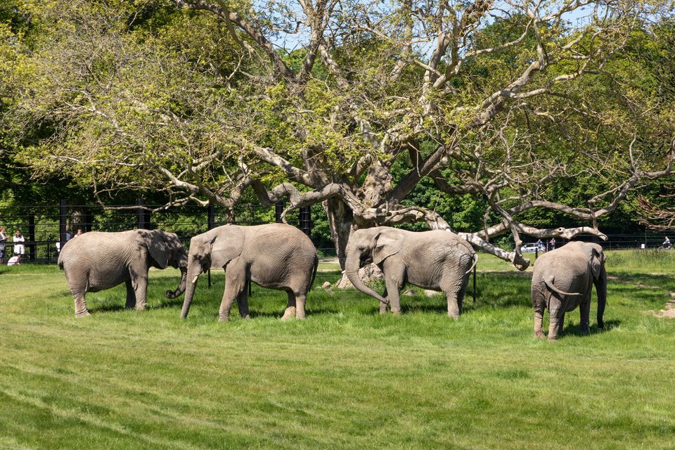De pensionerede cirkuselefanter er nu på græs