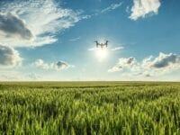 Afgrøder til fremtidens klima skal findes med droner og algoritmer